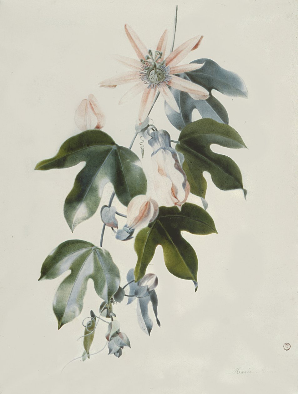 Klematis af Marie Anne