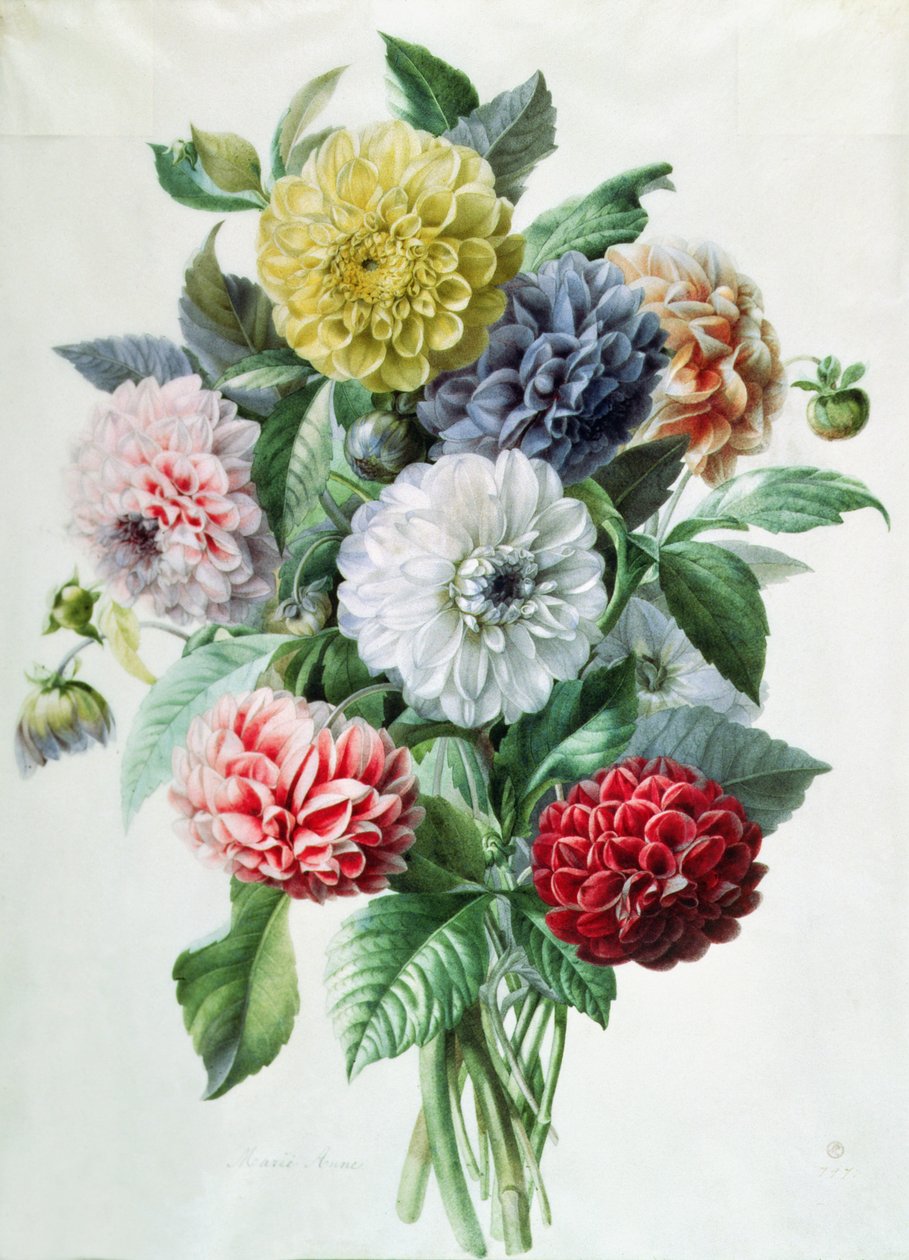 Dahlia af Marie Anne