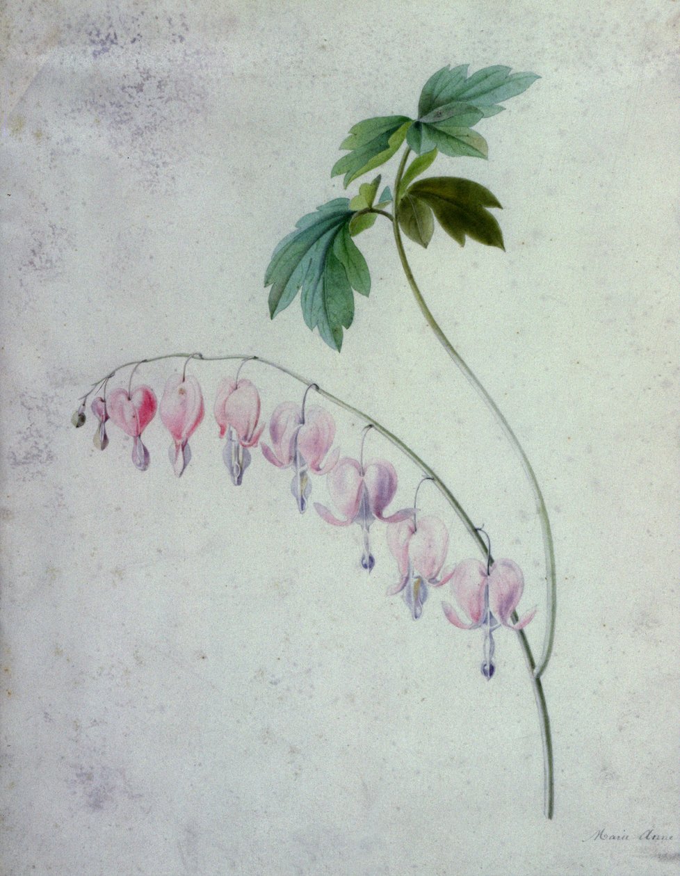 Blomsterstykker af Marie Anne
