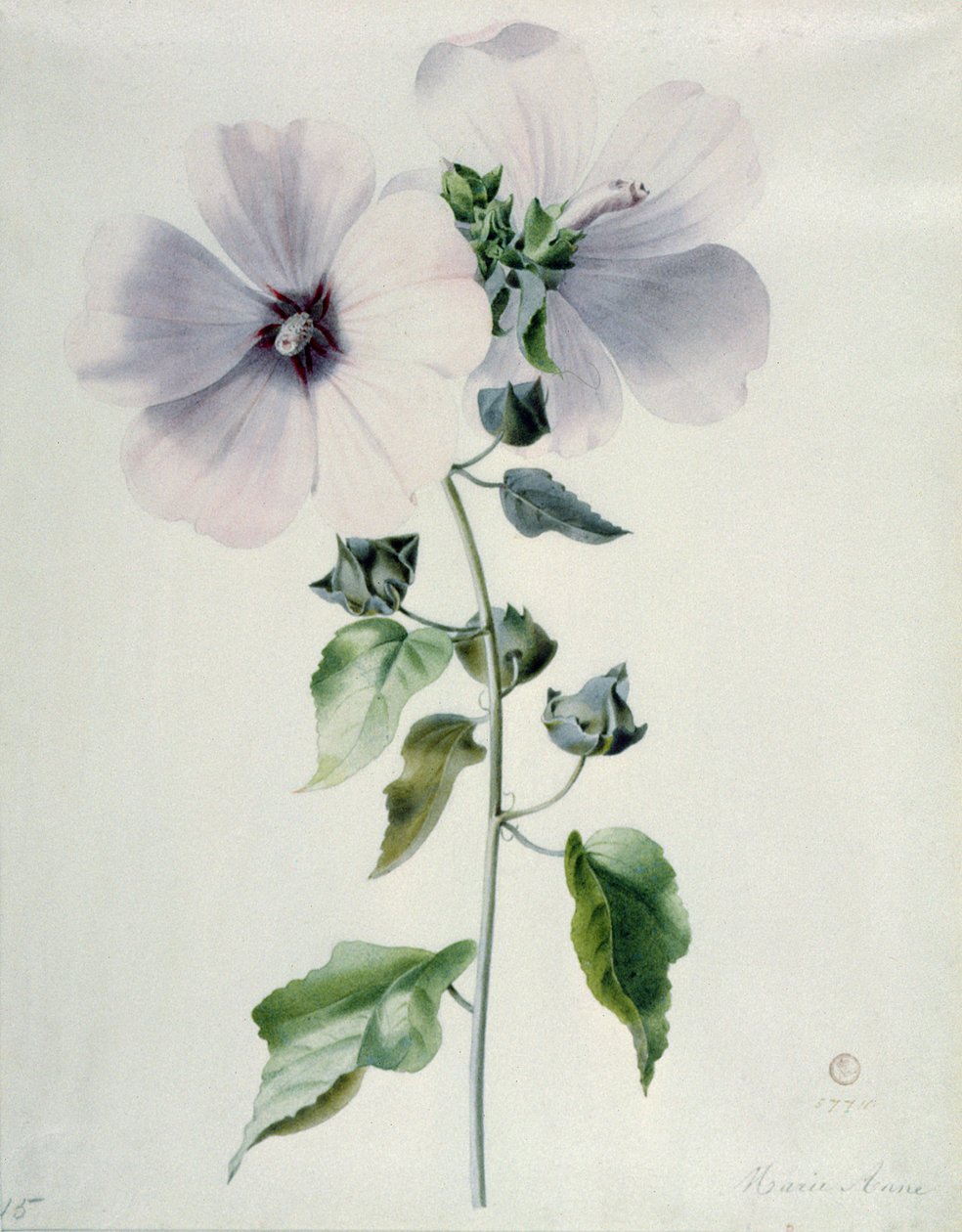 Musk Mallow, 1700-tallet af Marie Anne