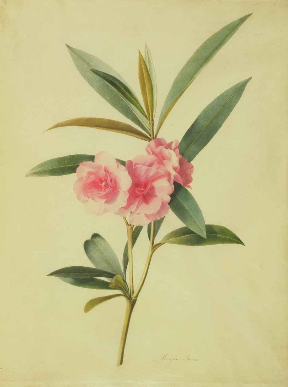 Nerium Oleander (Rose Bay) (wc på vellum) af Marie Anne