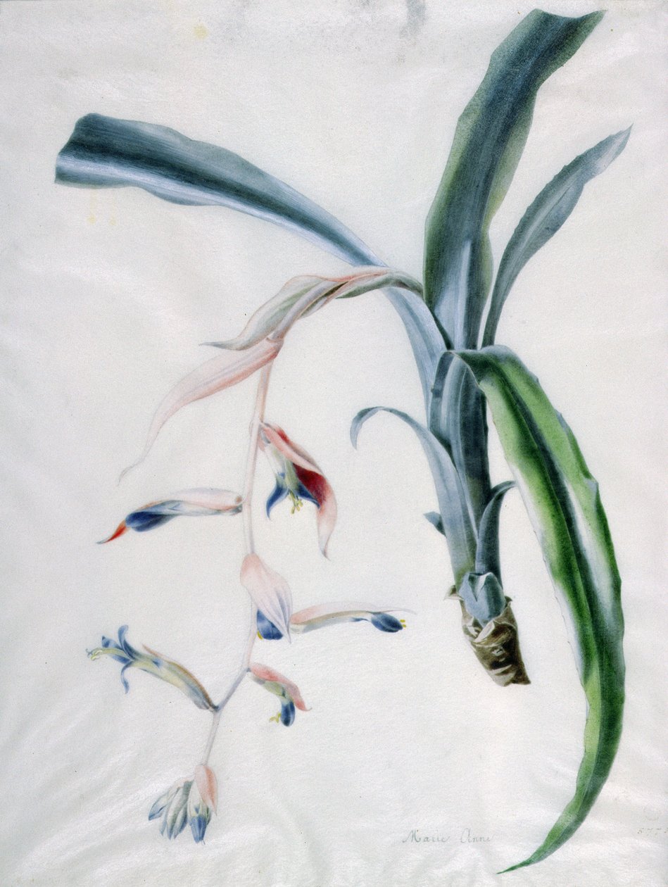 Orkidé, 1700-tallet af Marie Anne