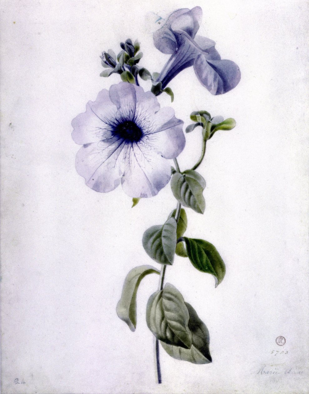 Petunia af Marie Anne