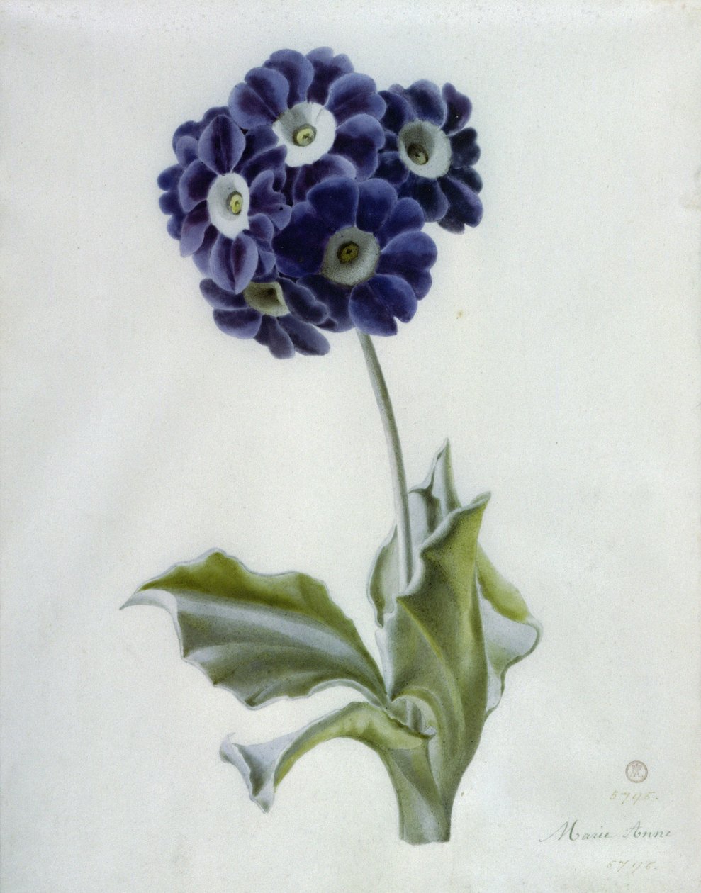 Polyanthus af Marie Anne