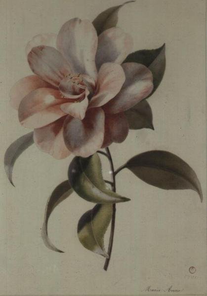 Camellia af Marie Anne