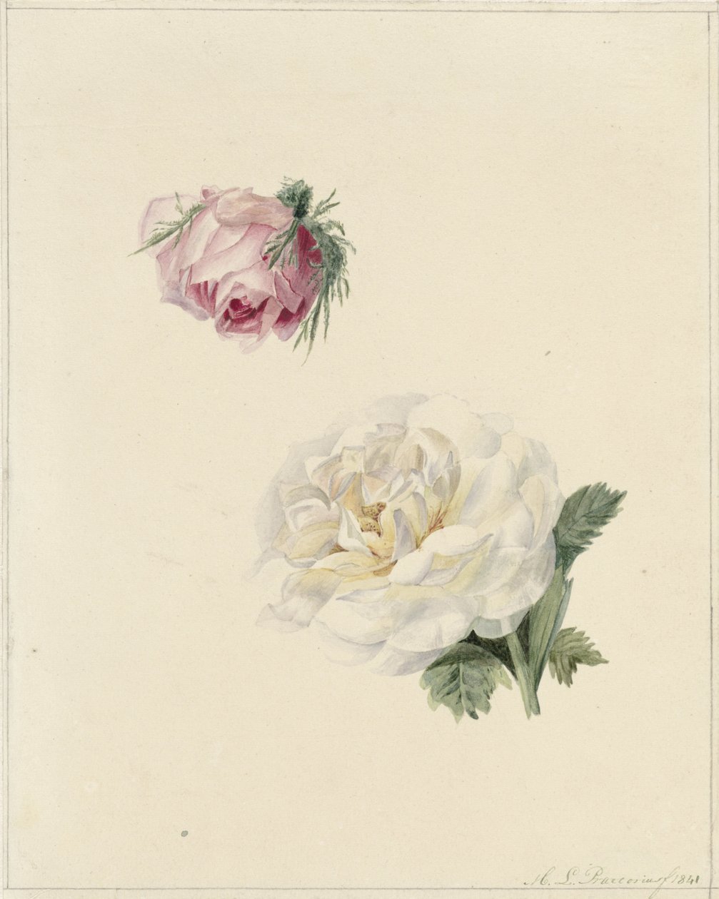 Studier af en lyserød og en hvid rose af Marie Louise Praetorius