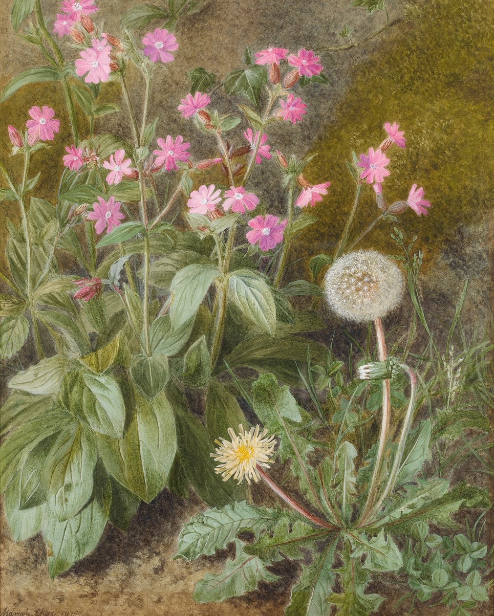 Rose Campions and Dandelion, 1875 (wc på papir) af Marion Chase