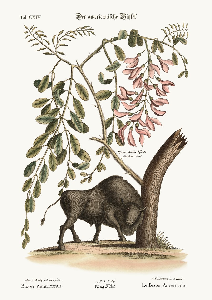 Den amerikanske bison, 1749-73 af Mark Catesby