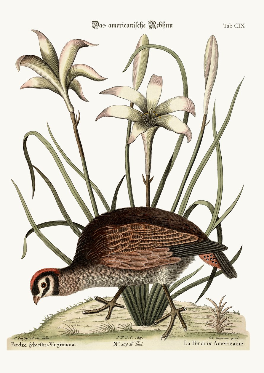 Den amerikanske Agerhøne, 1749-73 af Mark Catesby