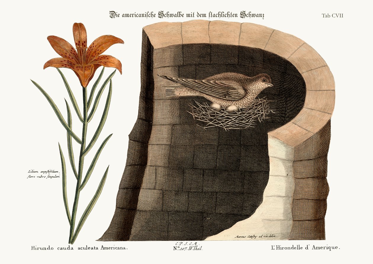 Den amerikanske svale, 1749-73 af Mark Catesby