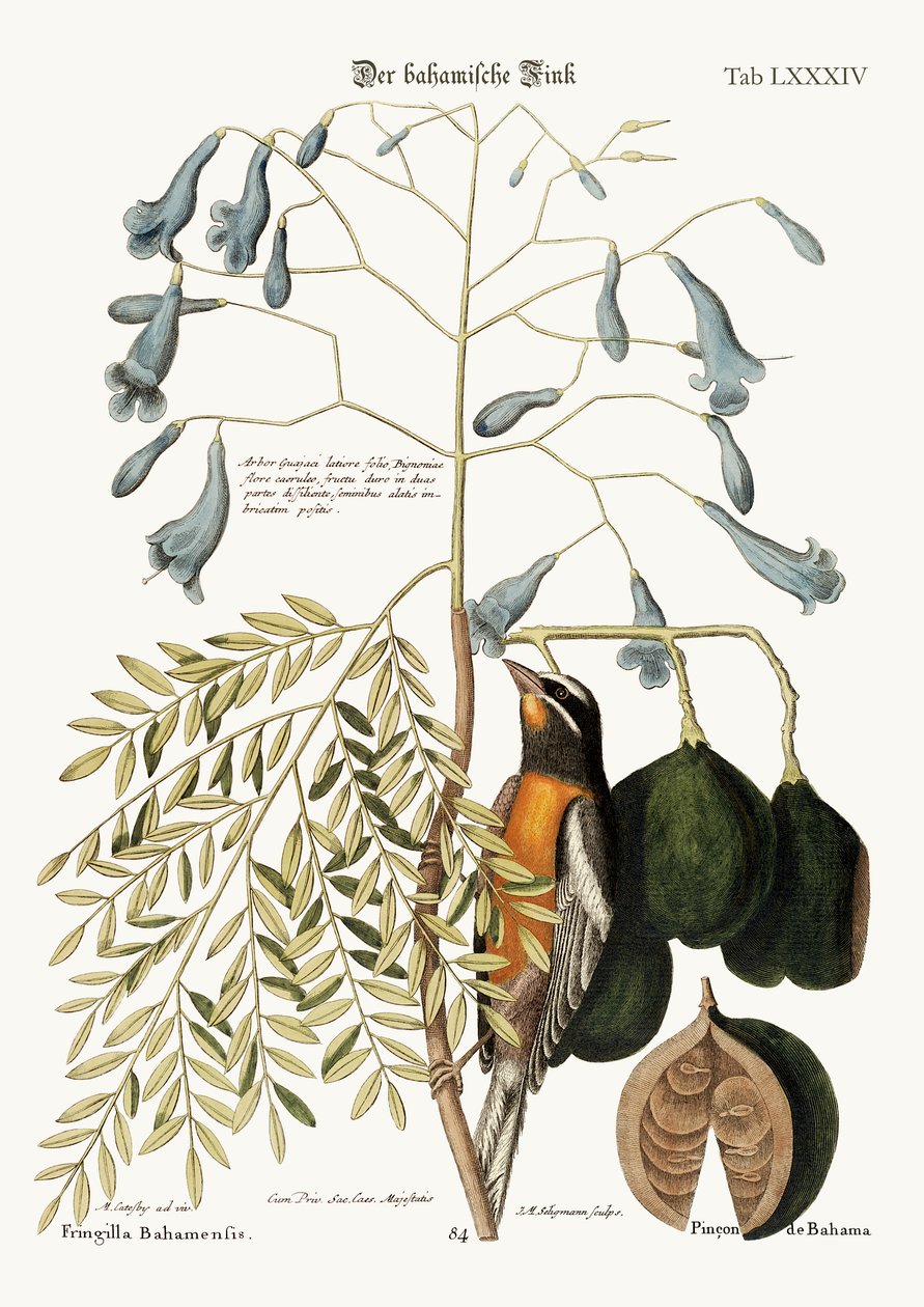 Bahama-finken, 1749-73 af Mark Catesby