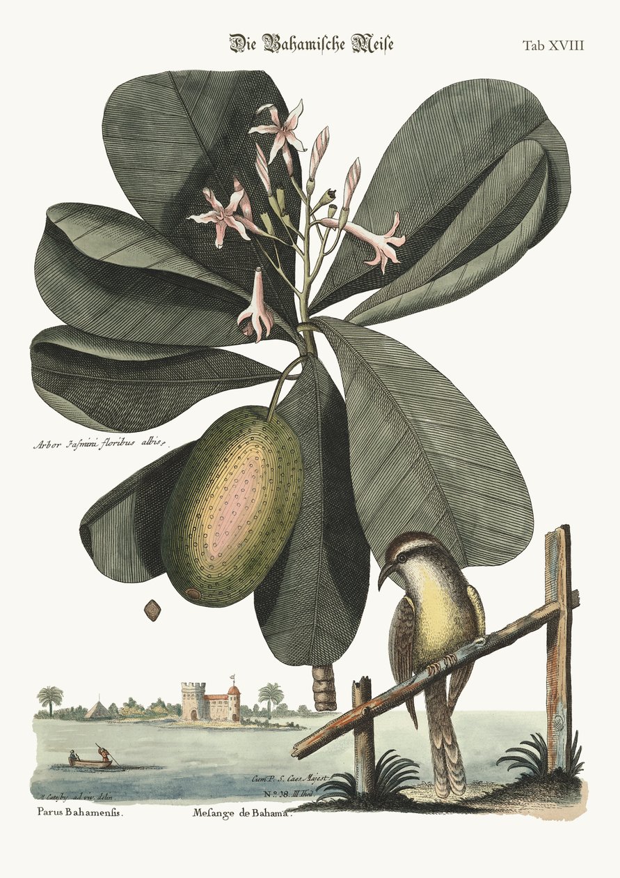 Bahamamejsen, 1749-73 af Mark Catesby
