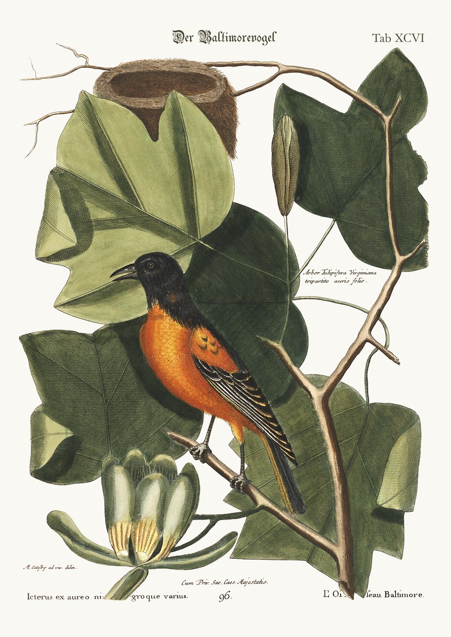 Baltimore-fuglen, 1749-73 af Mark Catesby