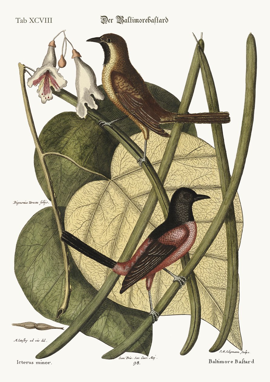 Den uægte Baltimore, 1749-73 af Mark Catesby