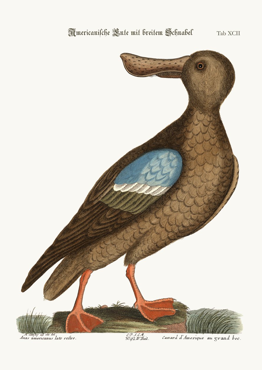 Den blåvingede skovler, 1749-73 af Mark Catesby