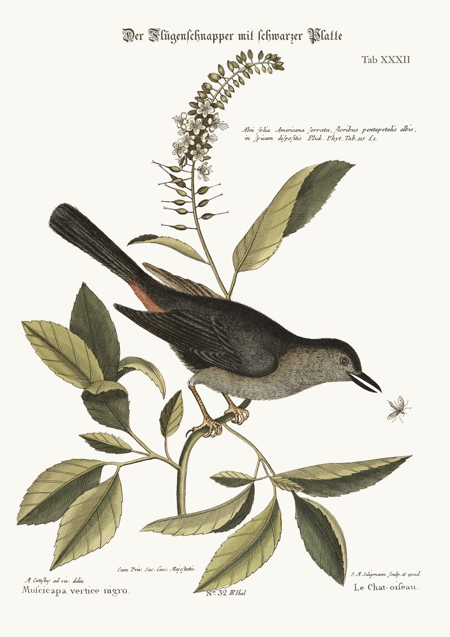 Kattefuglen, 1749-73 af Mark Catesby
