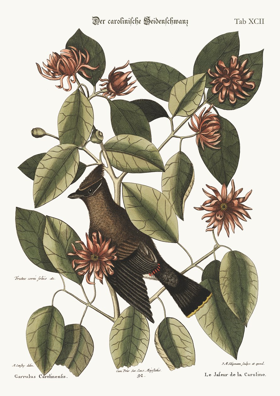 Snadderen, 1749-73 af Mark Catesby
