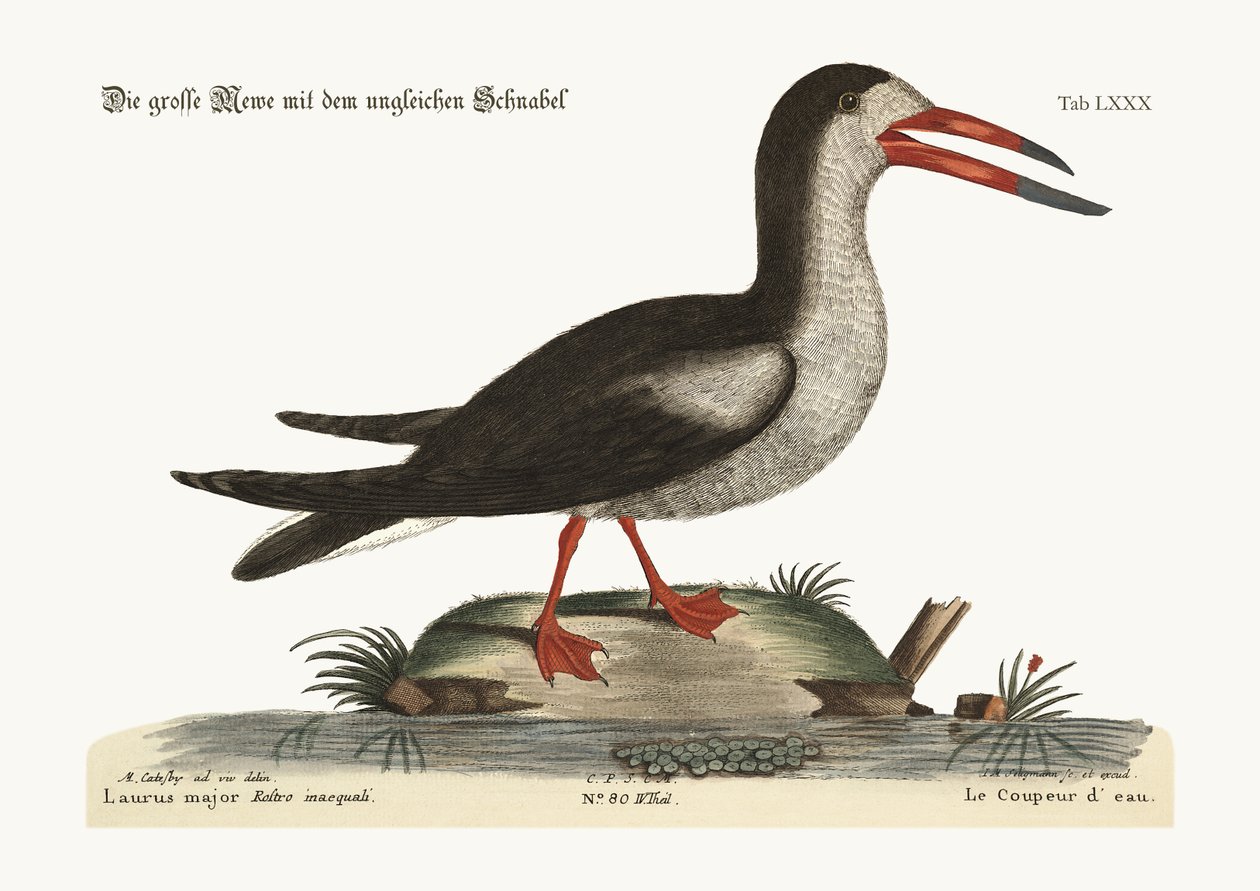 Det skårne vand, 1749-73 af Mark Catesby
