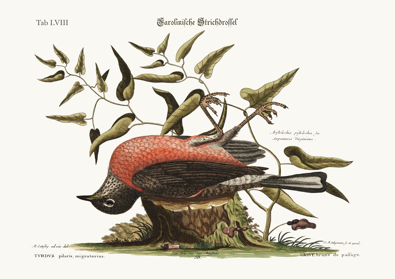 The Fieldfare of Carolina, 1749-73 af Mark Catesby