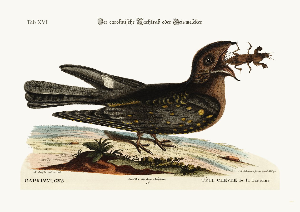 Gedesugeren i Carolina, 1749-73 af Mark Catesby