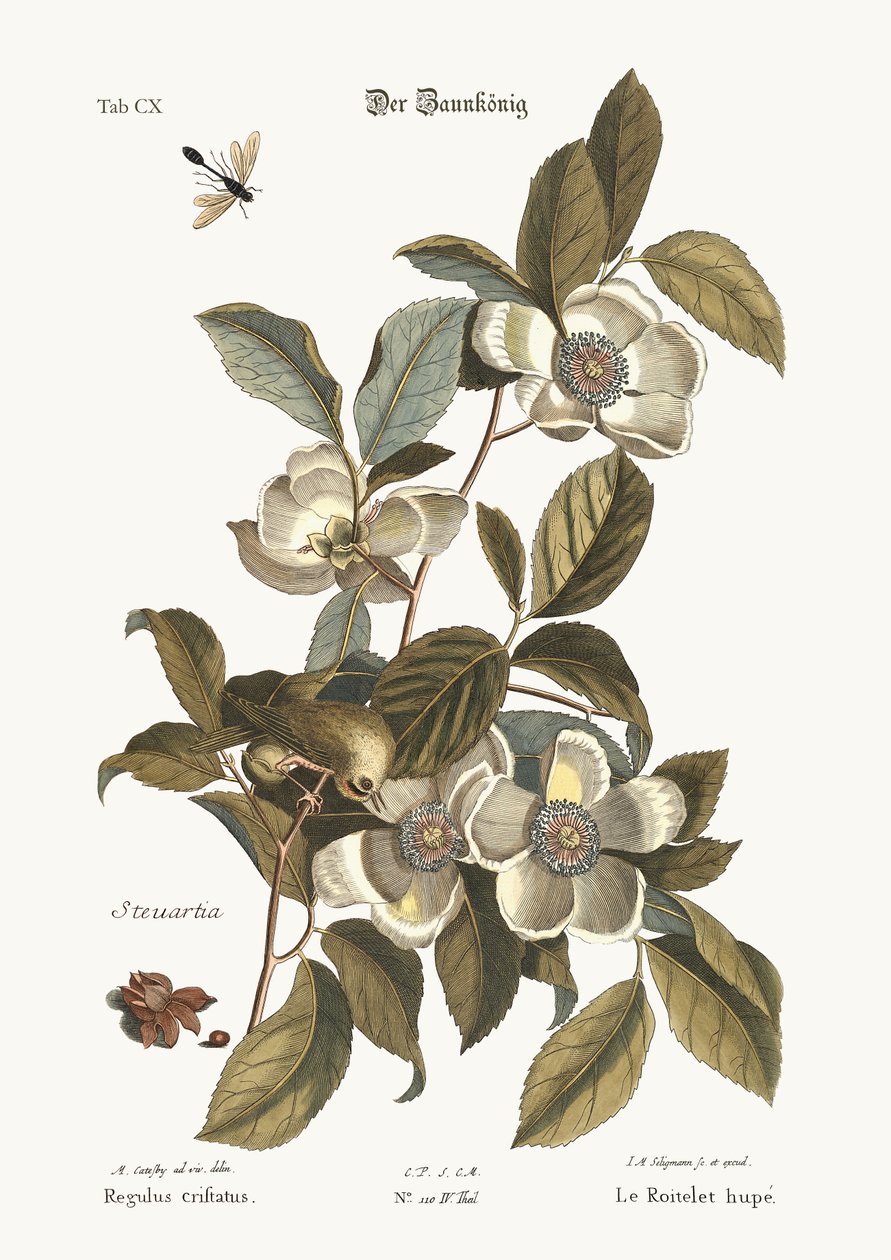 Den gyldne gærde, 1749-73 af Mark Catesby