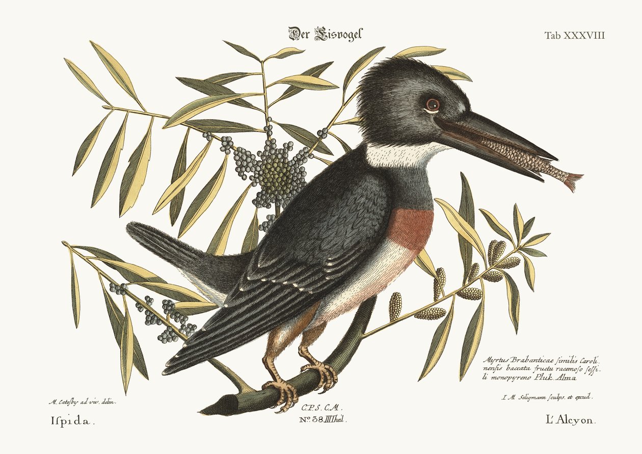 Isfuglen, 1749-73 af Mark Catesby