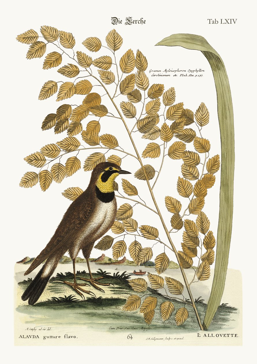 Lærken, 1749-73 af Mark Catesby