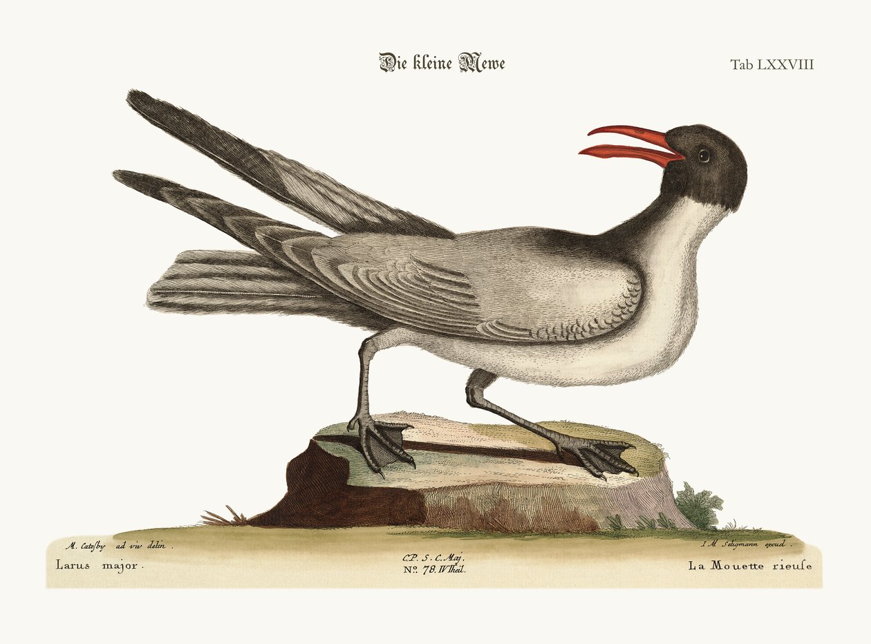 Den grinende måge, 1749-73 af Mark Catesby