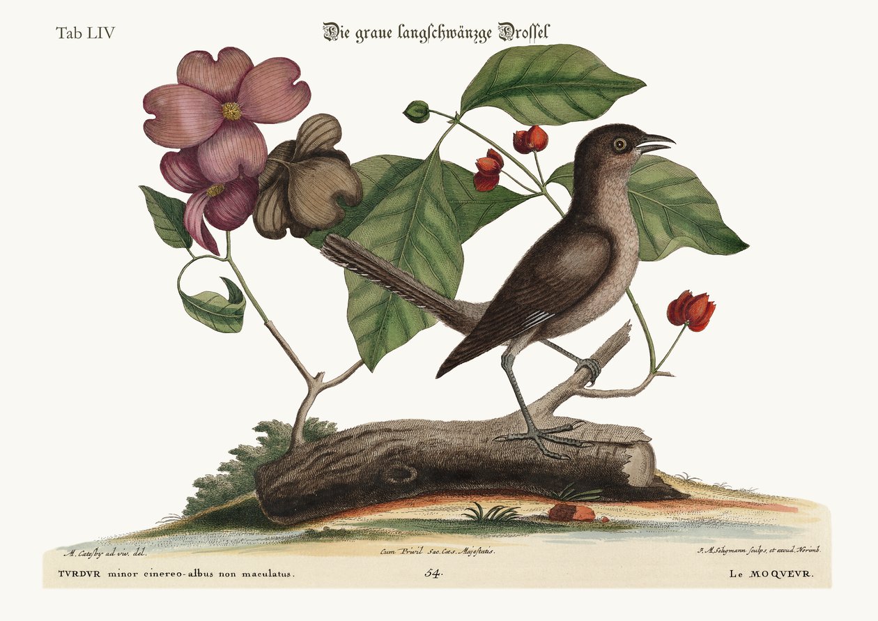 Spotfuglen, 1749-73 af Mark Catesby