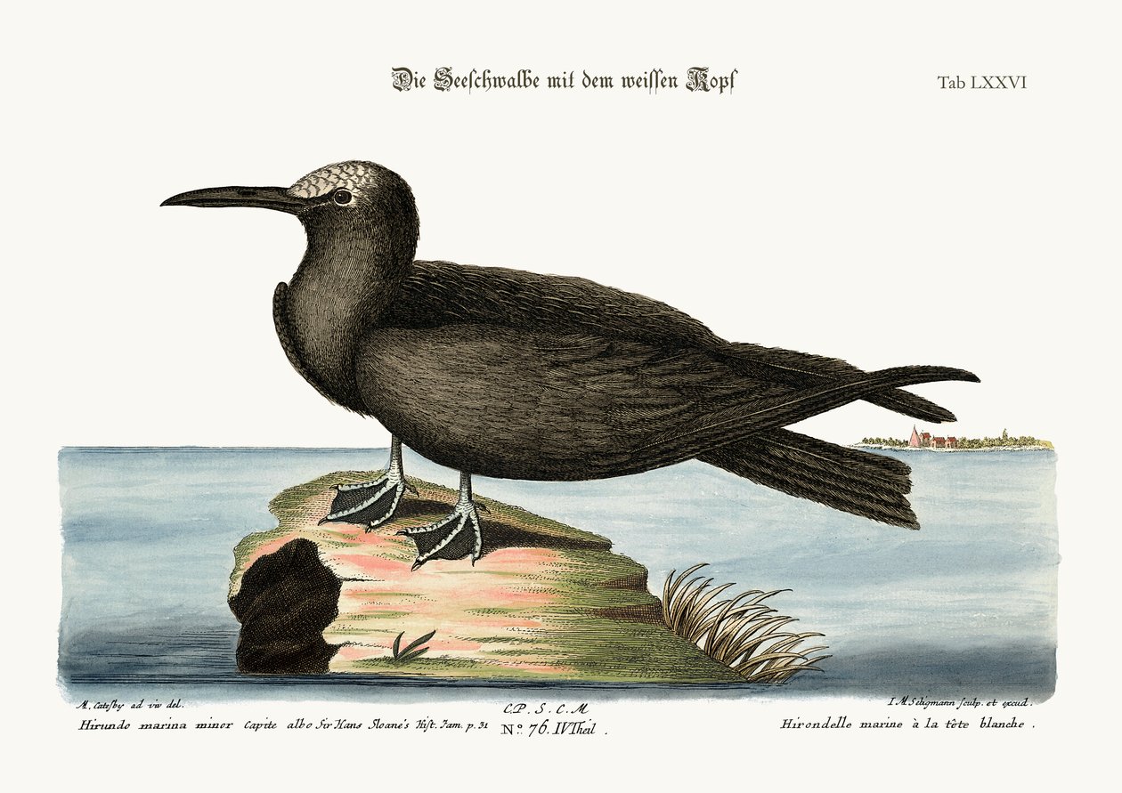 The Noddy, 1749-73 af Mark Catesby