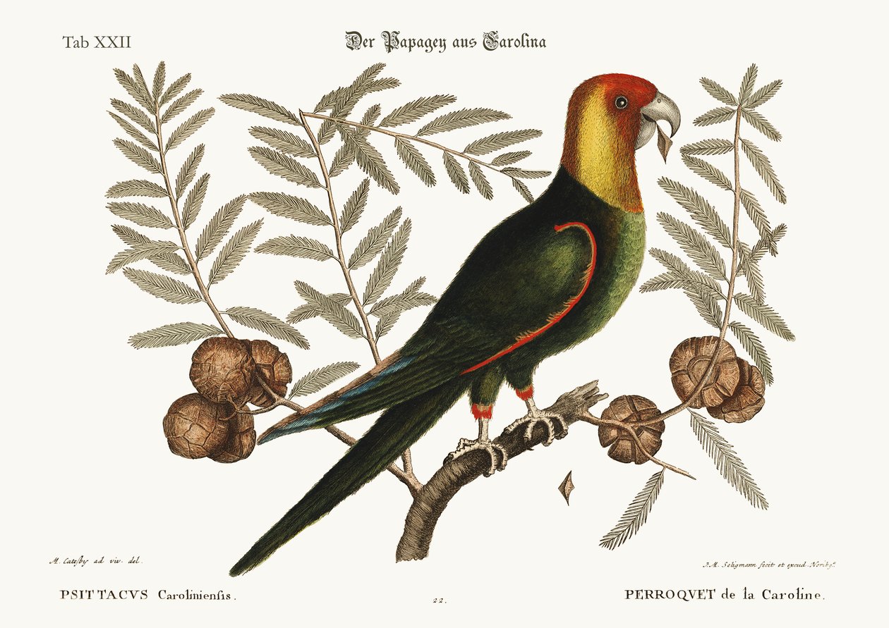 Papegøjen i Carolina, 1749-73 af Mark Catesby