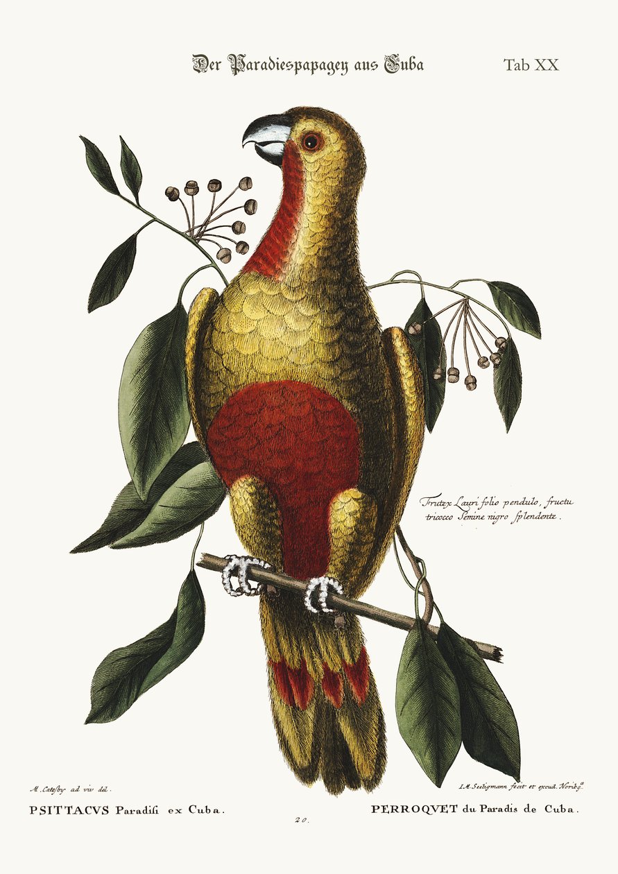 Papegøjen fra Paradiset i Cuba, 1749-73 af Mark Catesby