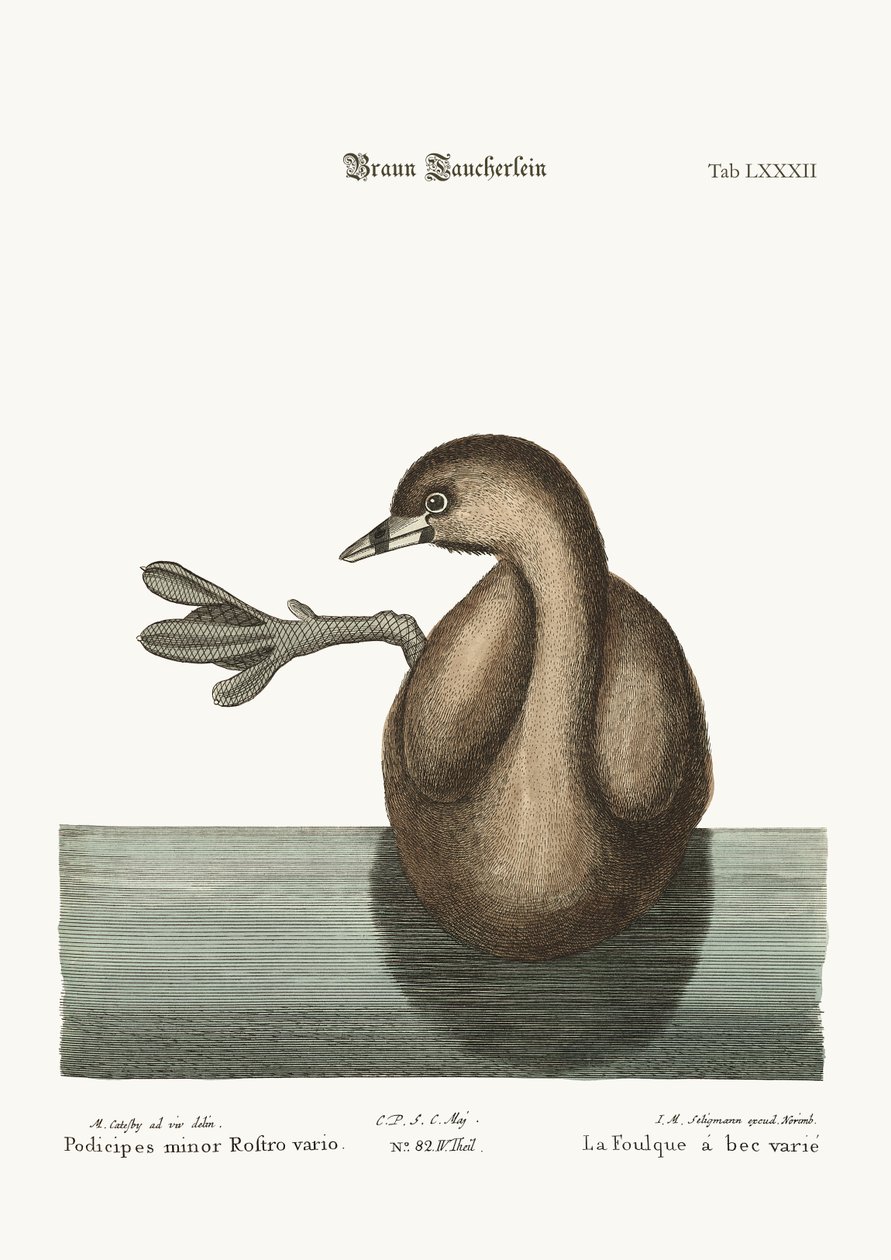 The Pied-Bill Dobchick, 1749-73 af Mark Catesby