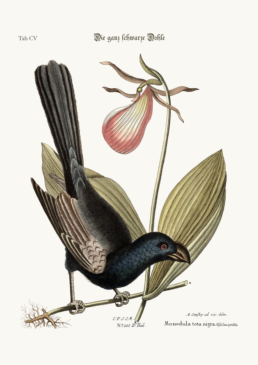 Den barbernæbbede sortfugl fra Jamaica, 1749-73 af Mark Catesby