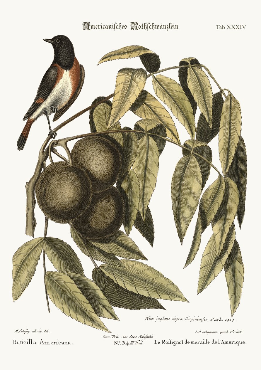 Rødstarten, 1749-73 af Mark Catesby