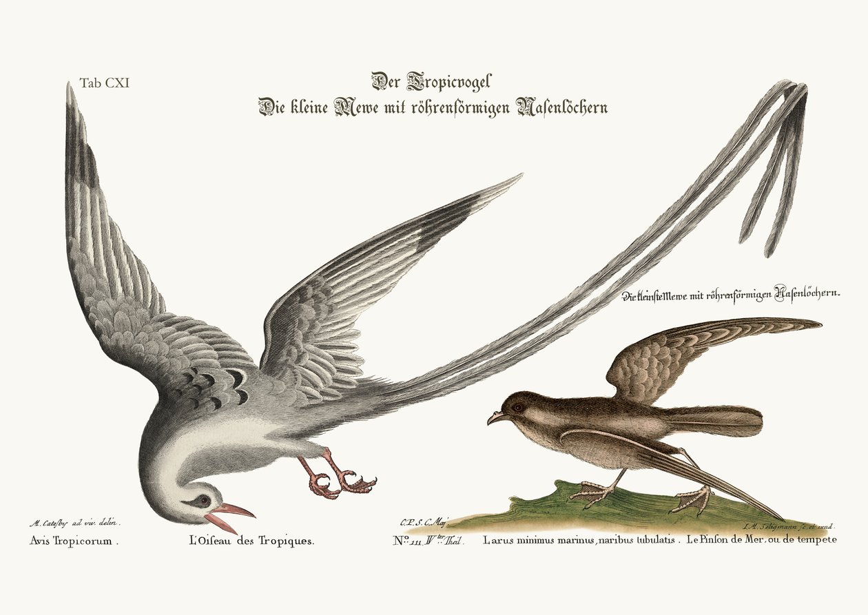 Tropick-fuglen. Storm-Finck eller Pittrel, 1749-73 af Mark Catesby