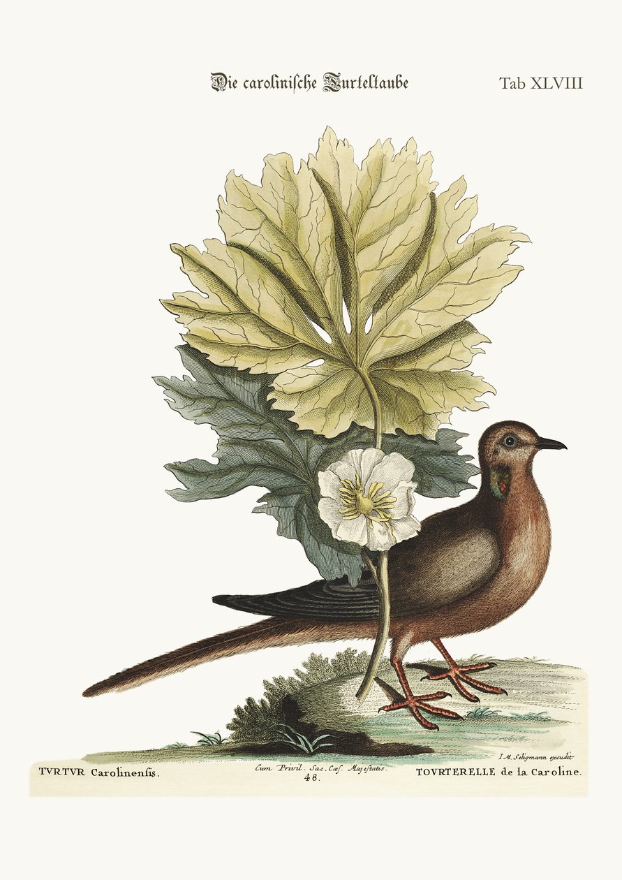 Skildpadden fra Carolina, 1749-73 af Mark Catesby