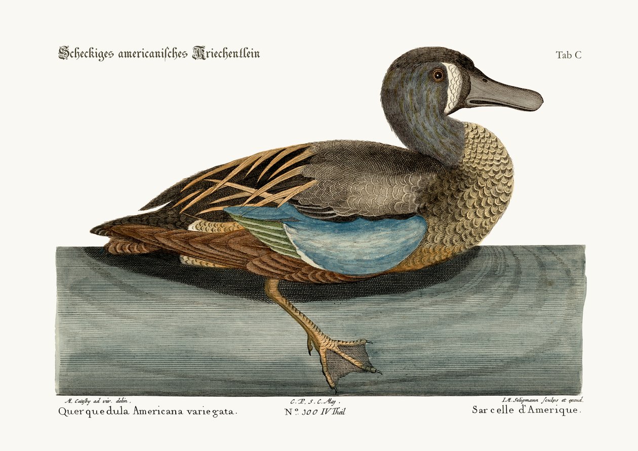 Den hvide krikand, 1749-73 af Mark Catesby
