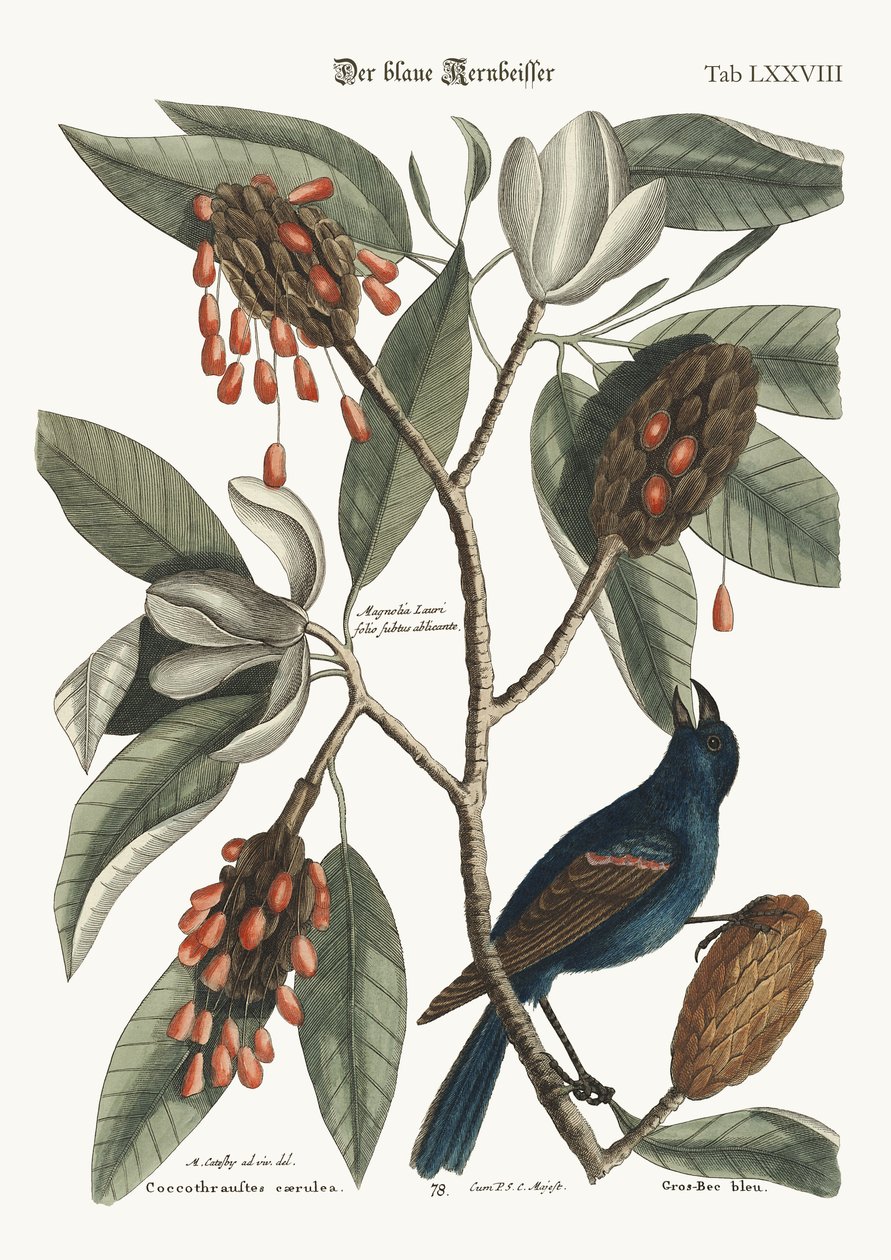 Det blå Grossnæb, 1749-73 af Mark Catesby