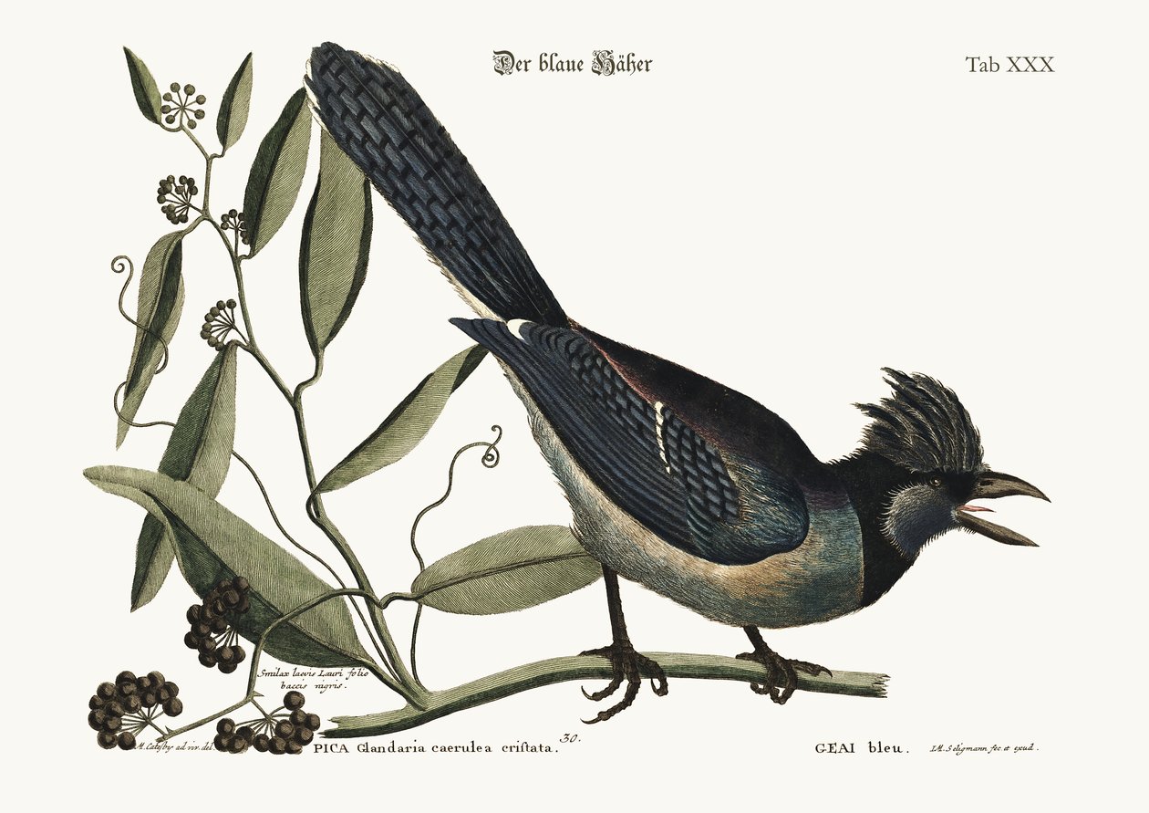 Den blå Jay, 1749-73 af Mark Catesby