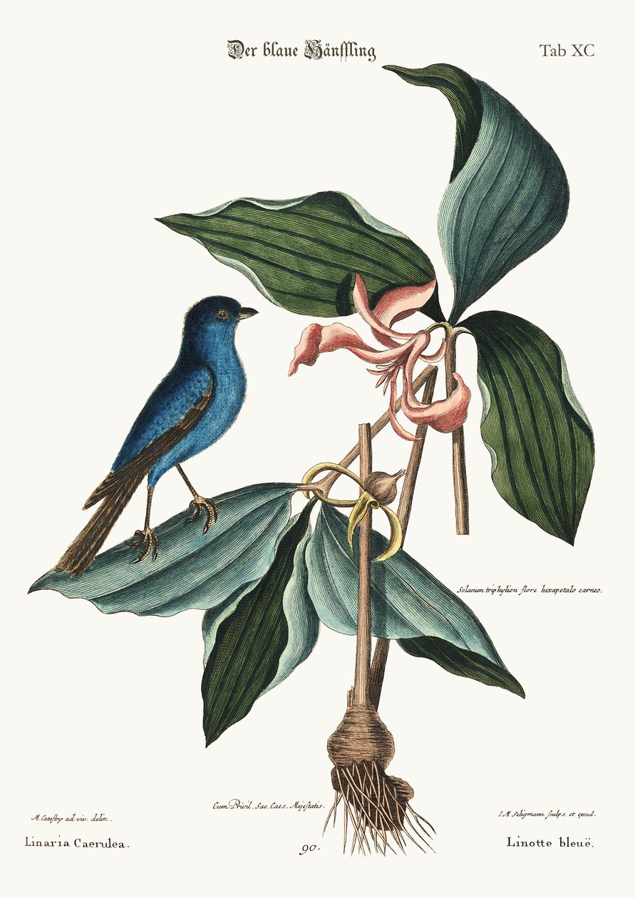 Den blå Linnet, 1749-73 af Mark Catesby