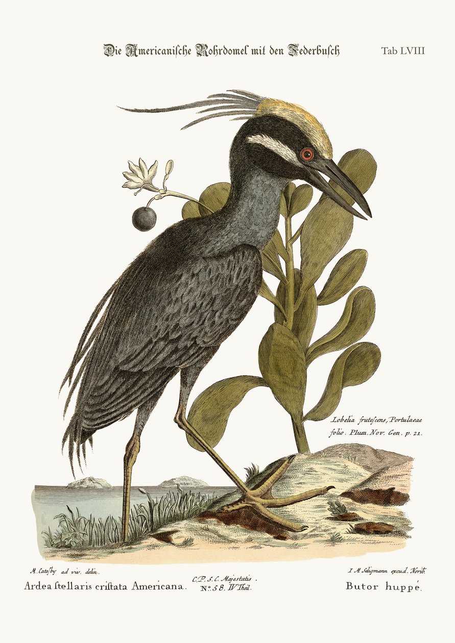 The crested Bittern, 1749-73 af Mark Catesby