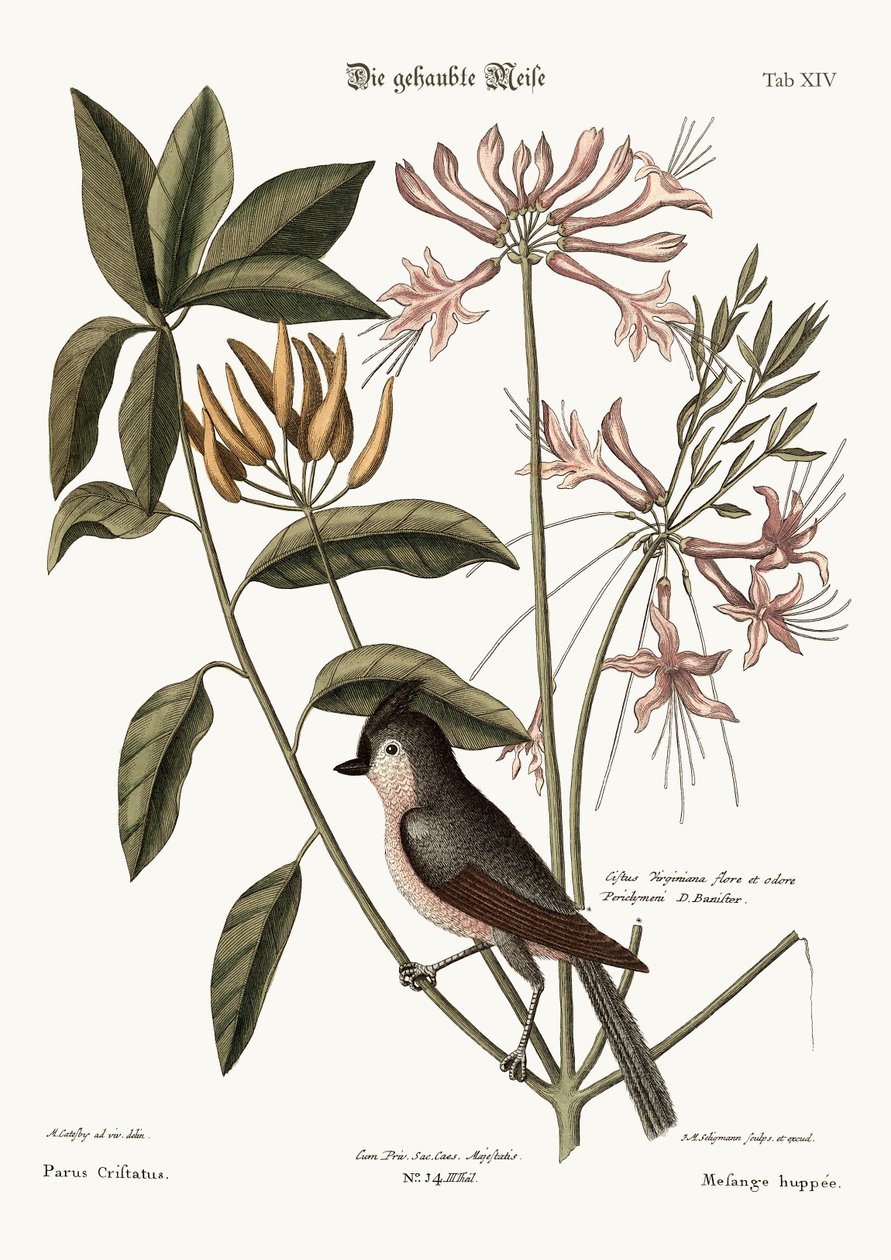 Kammejsen, 1749-73 af Mark Catesby