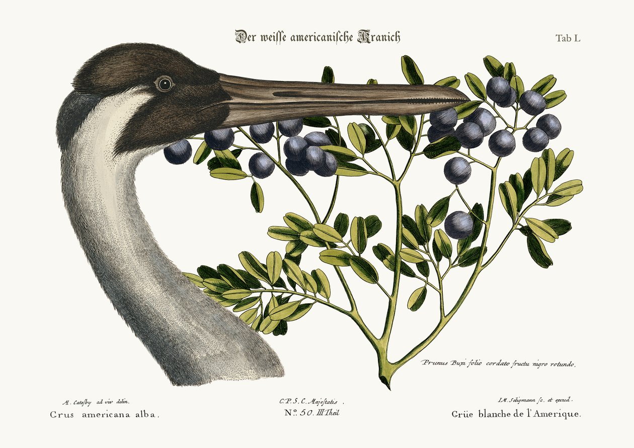 Den bøjlekran, 1749-73 af Mark Catesby