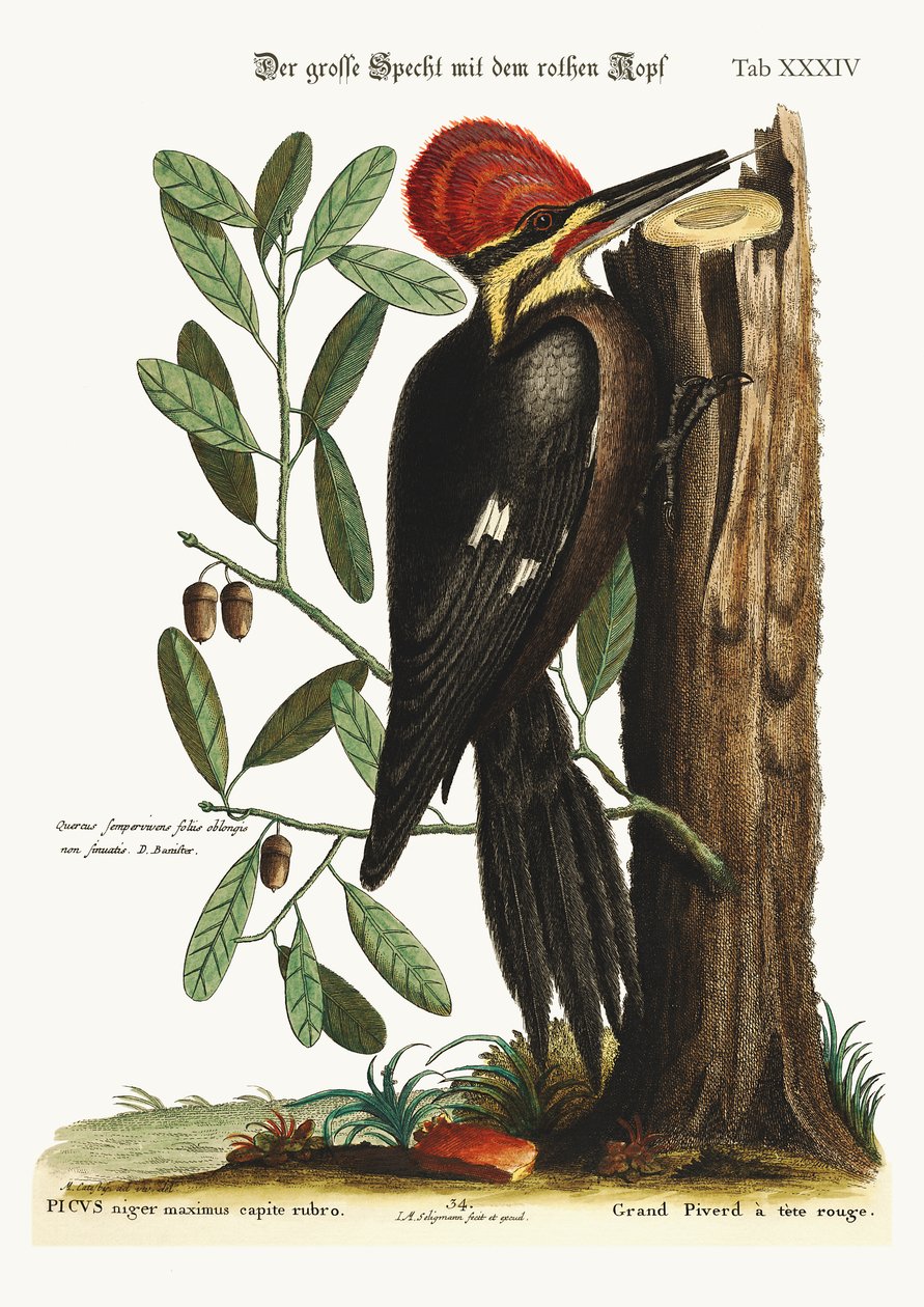 Den større rødkammede spætte, 1749-73 af Mark Catesby