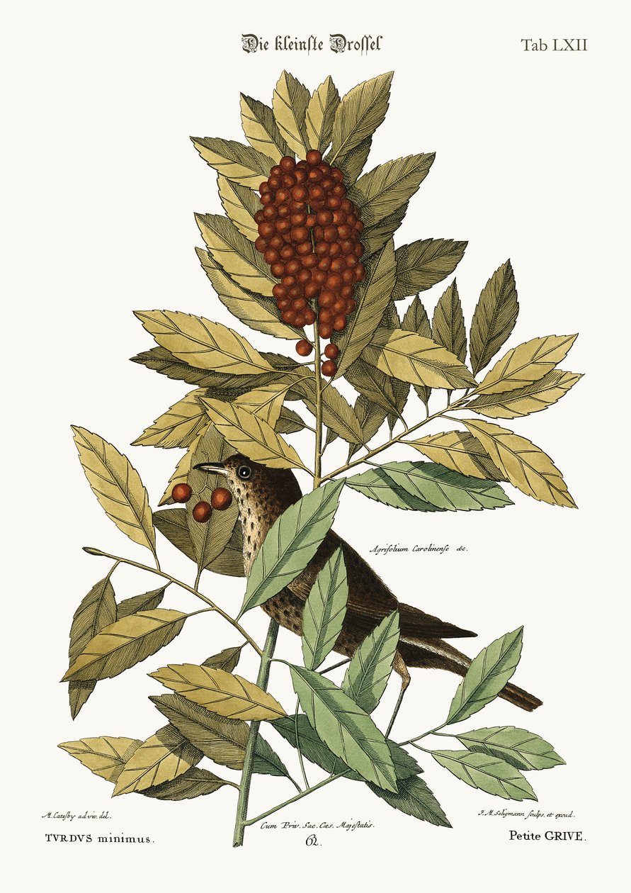 Den lille Drossel, 1749-73 af Mark Catesby