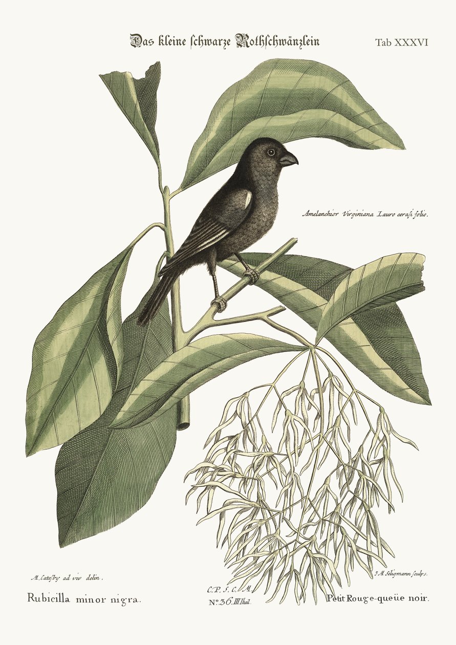 Den lille sorte bullfinch, 1749-73 af Mark Catesby