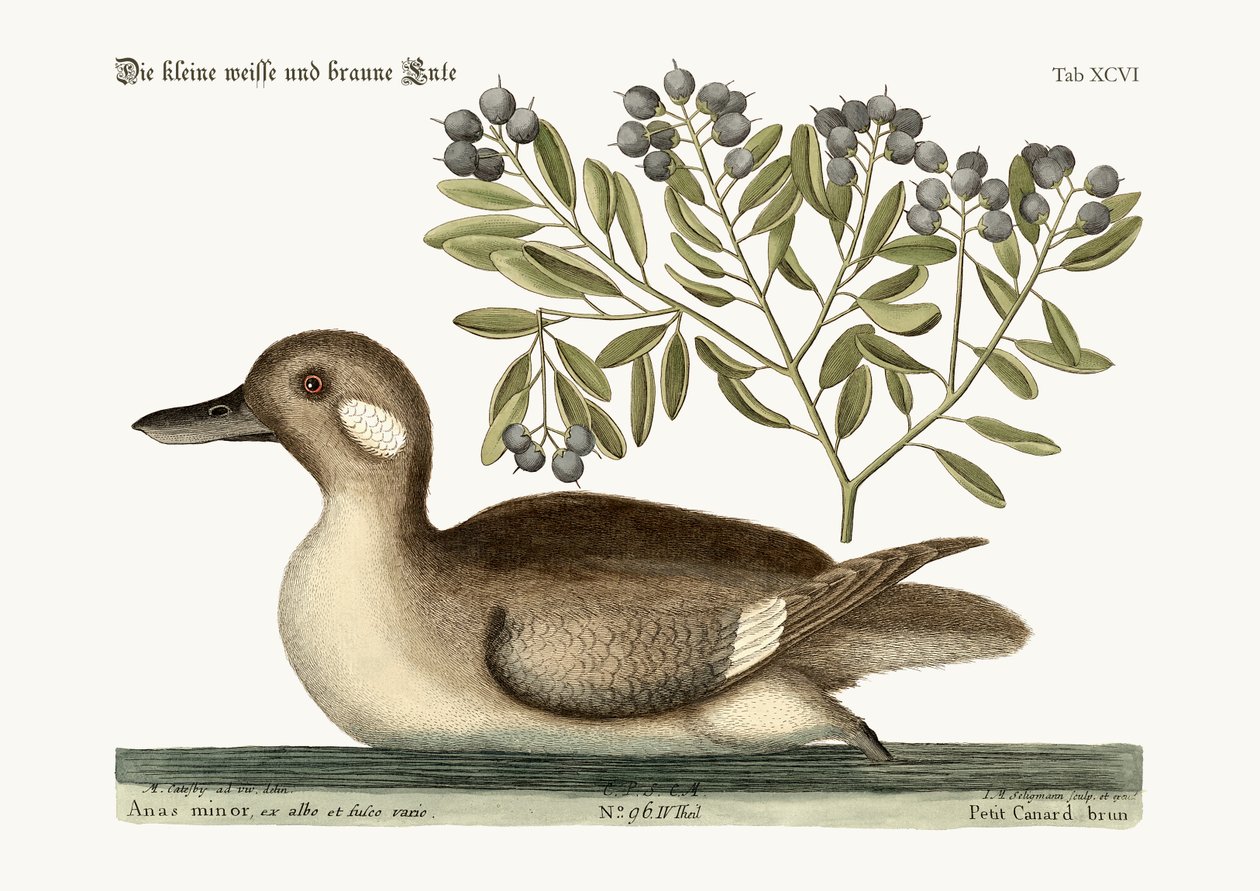 Den lille brune And, 1749-73 af Mark Catesby
