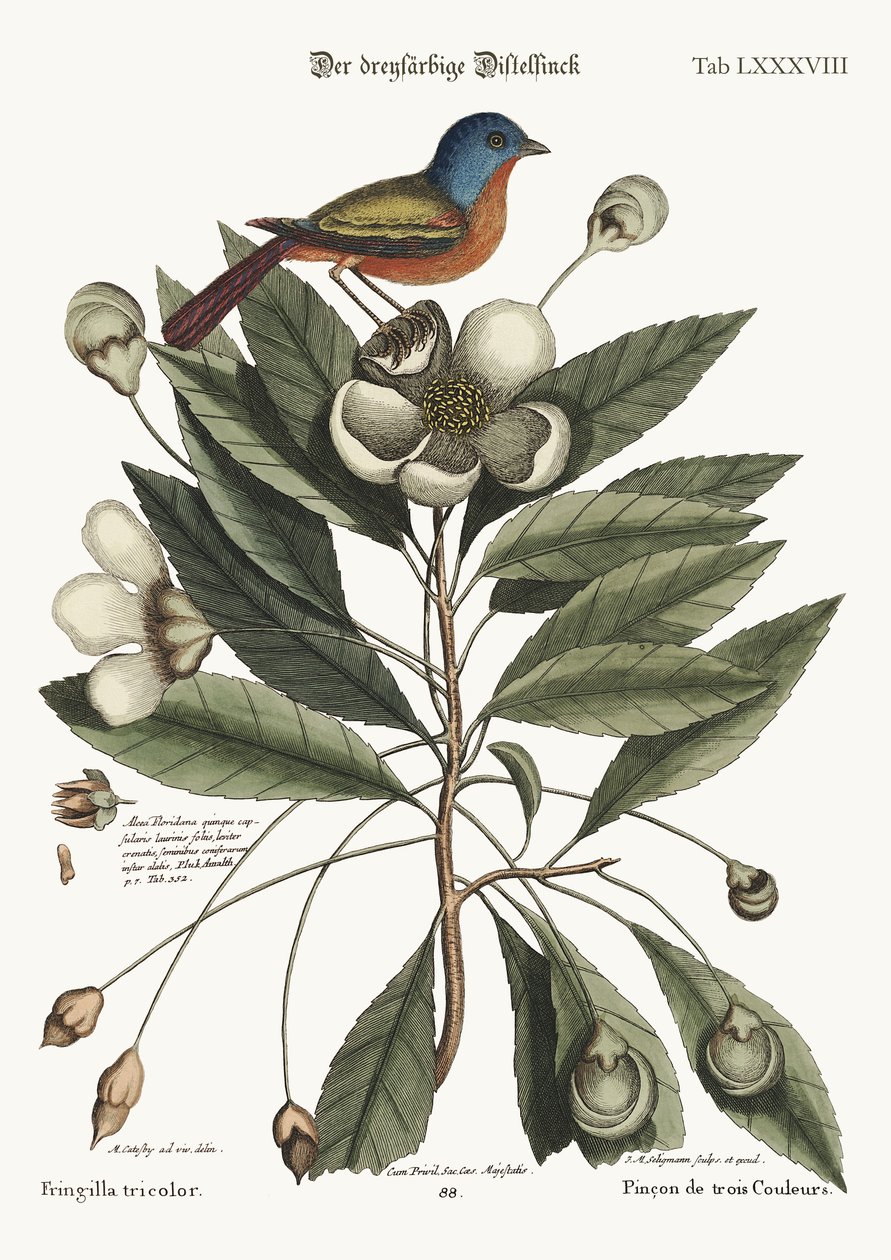 Den malede Finke, 1749-73 af Mark Catesby
