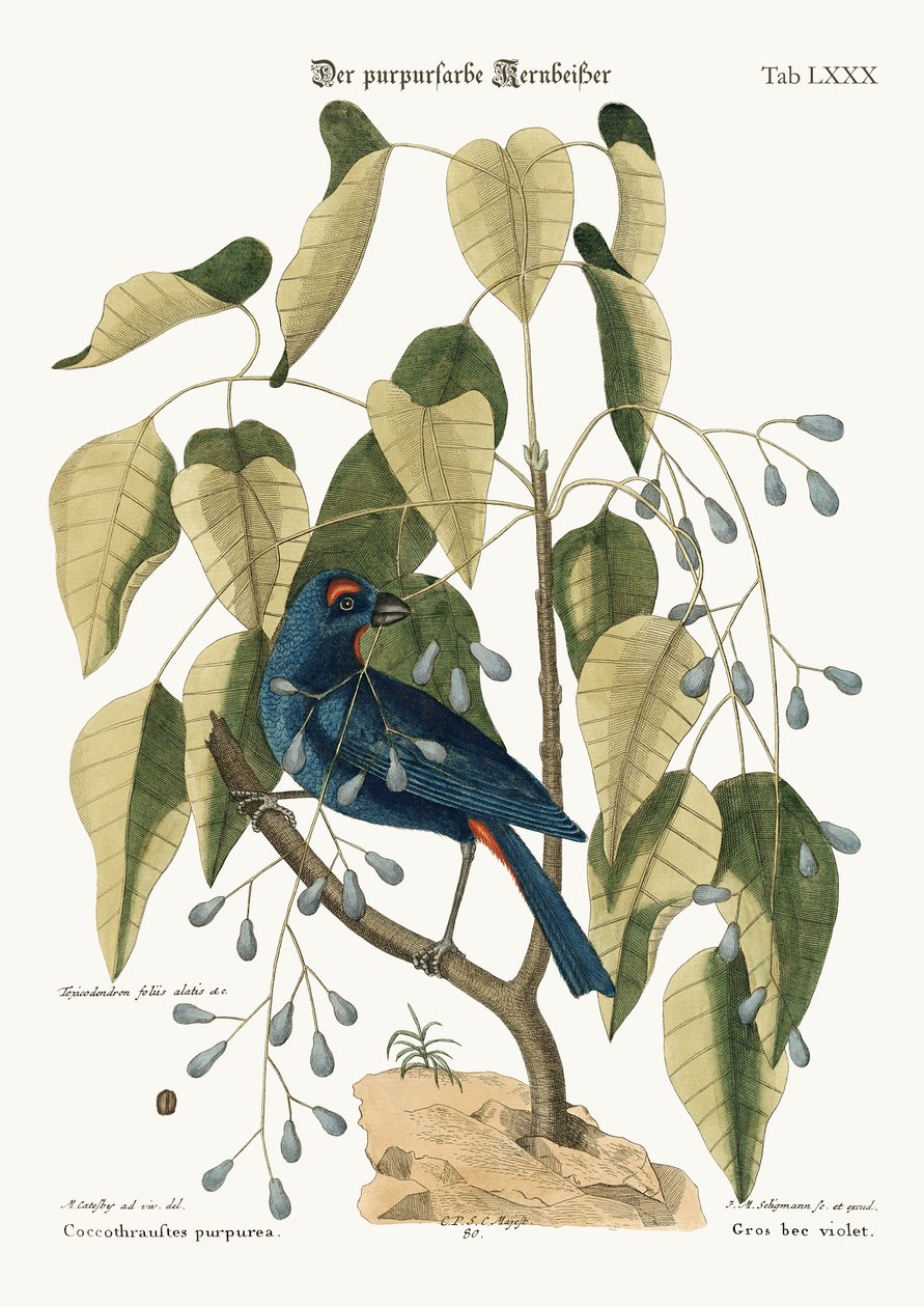 Det purpurrøde Grossnæb, 1749-73 af Mark Catesby